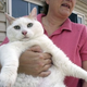 Illustration for article titled Obese Cat Prince Chunk Is Dead. Long Live Obese Cat Prince Chunk.